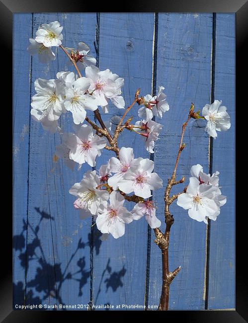 Spring cherry blossom on blue Framed Print by Sarah Bonnot