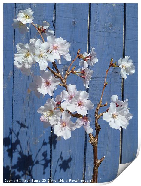 Spring cherry blossom on blue Print by Sarah Bonnot