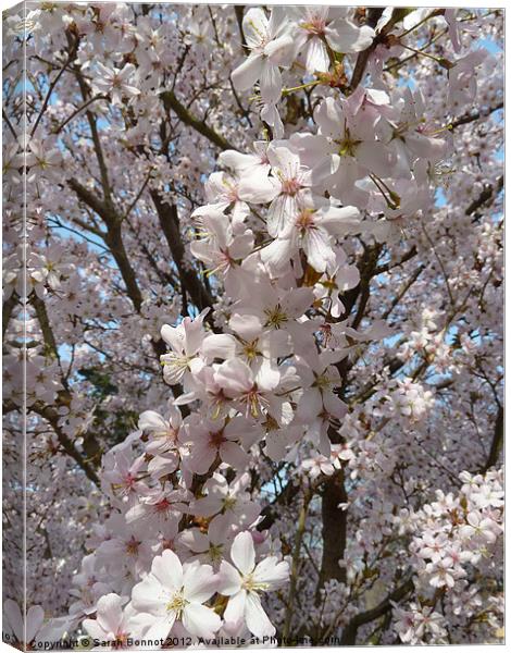 Spring blossom burst Canvas Print by Sarah Bonnot