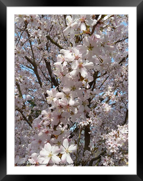 Spring blossom burst Framed Mounted Print by Sarah Bonnot