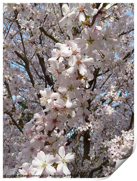 Spring blossom burst Print by Sarah Bonnot