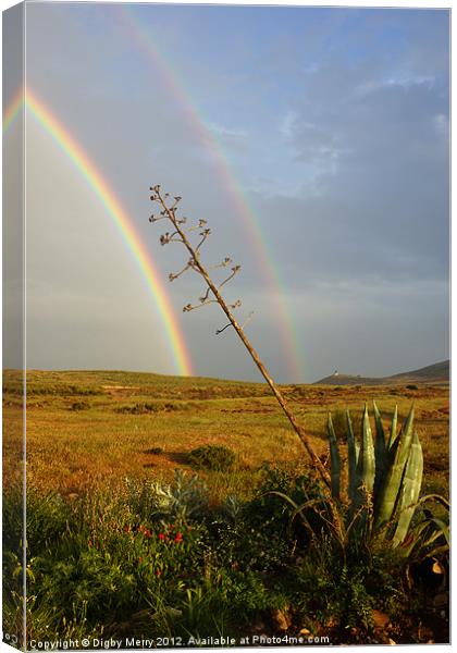 Agave with Rainbow Canvas Print by Digby Merry