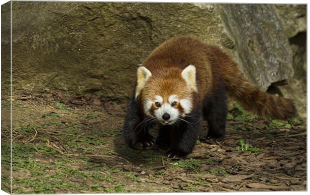 Red Panda Canvas Print by Val Saxby LRPS