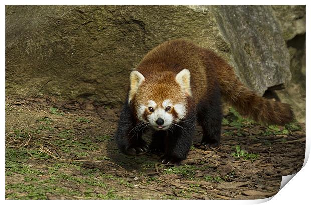 Red Panda Print by Val Saxby LRPS