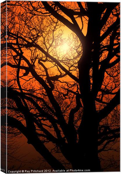 Tree And A Misty Sunrise Canvas Print by Ray Pritchard