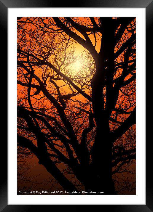 Tree And A Misty Sunrise Framed Mounted Print by Ray Pritchard