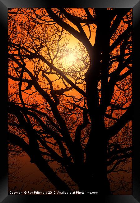 Tree And A Misty Sunrise Framed Print by Ray Pritchard