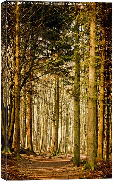 Dunnotar Woods Canvas Print by LIZ Alderdice