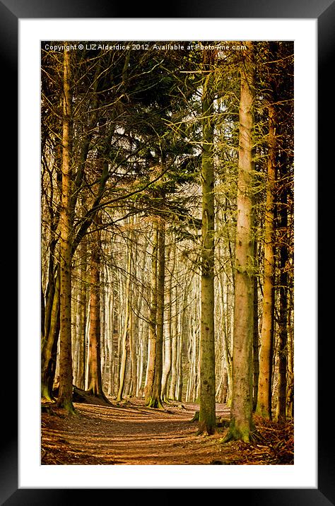 Dunnotar Woods Framed Mounted Print by LIZ Alderdice