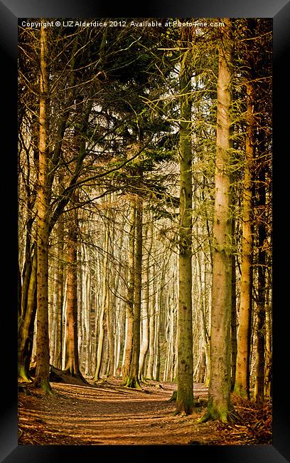 Dunnotar Woods Framed Print by LIZ Alderdice