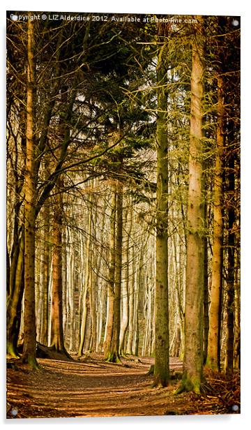 Dunnotar Woods Acrylic by LIZ Alderdice