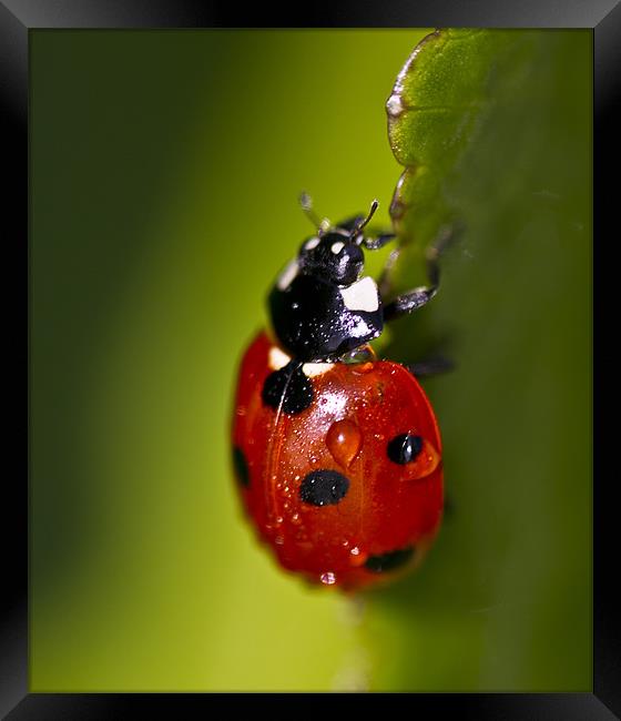 Ladybird ladybird Framed Print by paul cowles