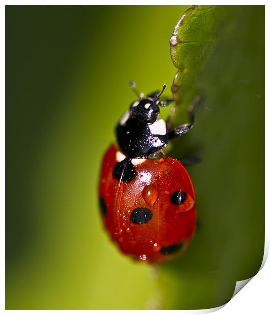 Ladybird ladybird Print by paul cowles