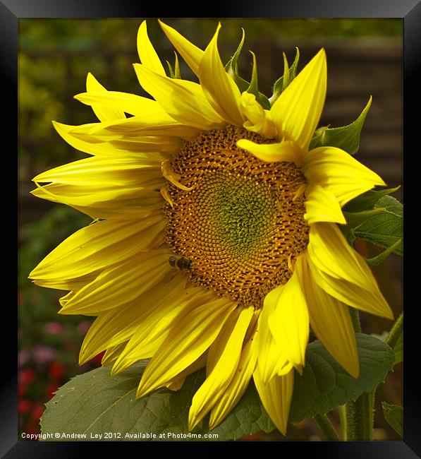 Sunny Sunflower Framed Print by Andrew Ley