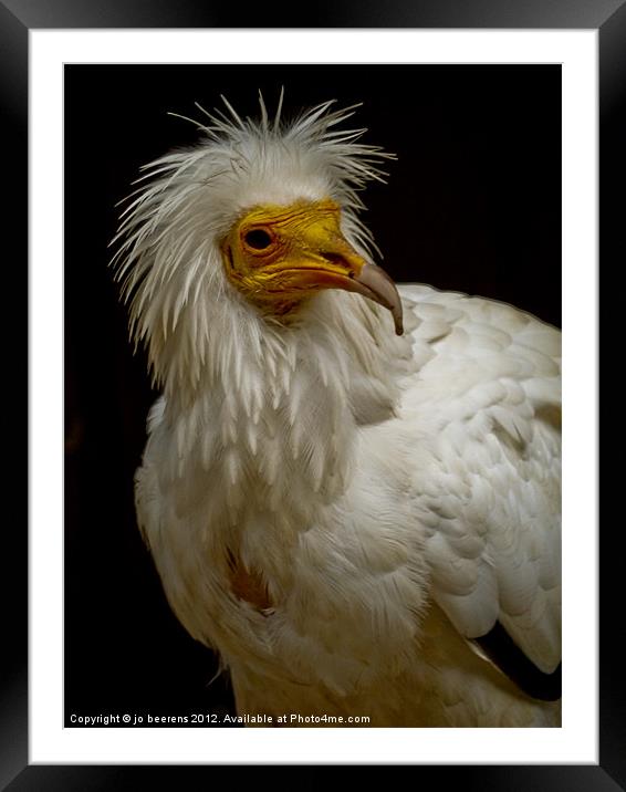 pharaoh's chicken Framed Mounted Print by Jo Beerens