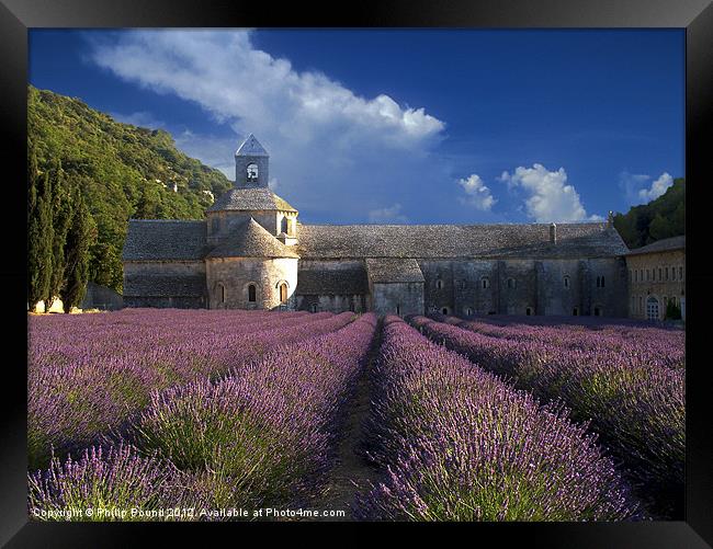 Lavender Fields in France Framed Print by Philip Pound