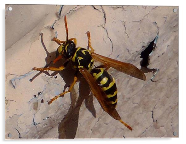 Yellow Jacket (Wasp) Acrylic by Barbara Schafer