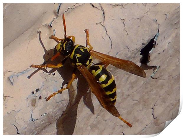 Yellow Jacket (Wasp) Print by Barbara Schafer