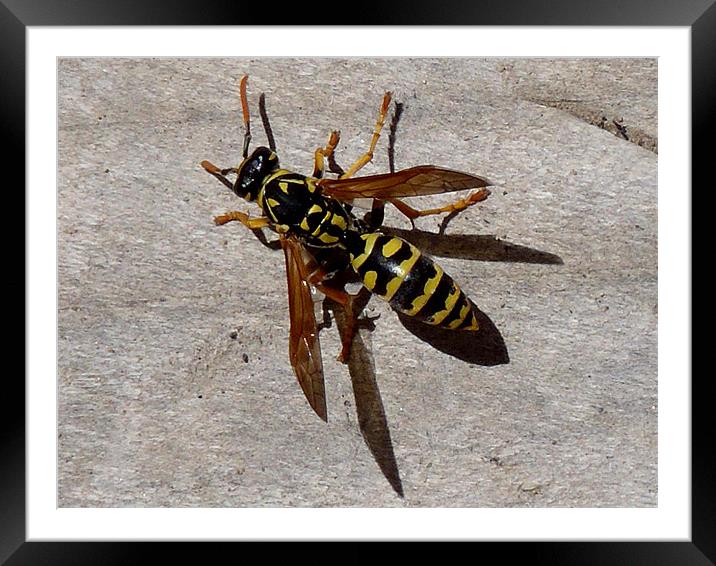 Yellow Jacket (Wasp) 2 Framed Mounted Print by Barbara Schafer