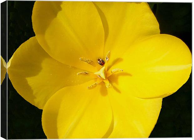Yellow tulip bug time Canvas Print by Barbara Schafer