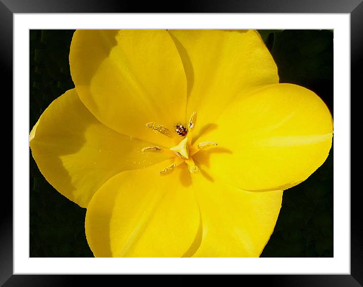 Yellow tulip bug time Framed Mounted Print by Barbara Schafer
