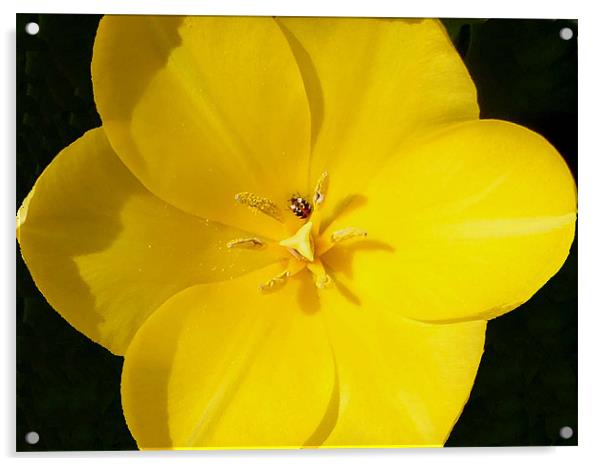 Yellow tulip bug time Acrylic by Barbara Schafer