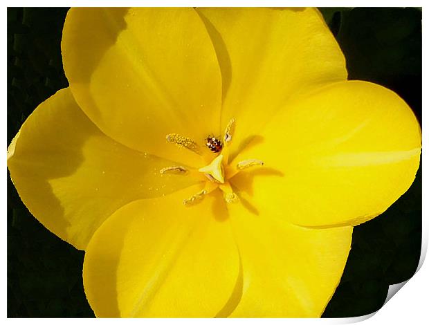 Yellow tulip bug time Print by Barbara Schafer