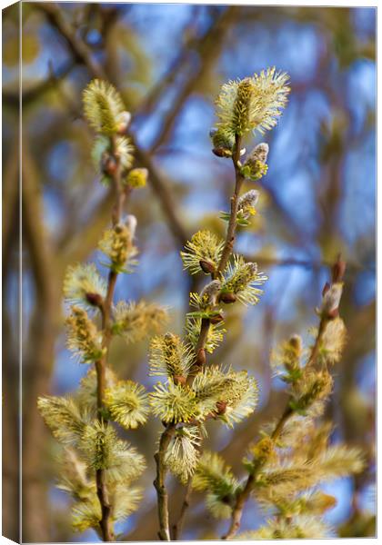 Spring Catkins Canvas Print by Kevin Tate