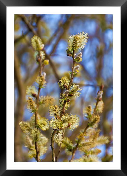 Spring Catkins Framed Mounted Print by Kevin Tate