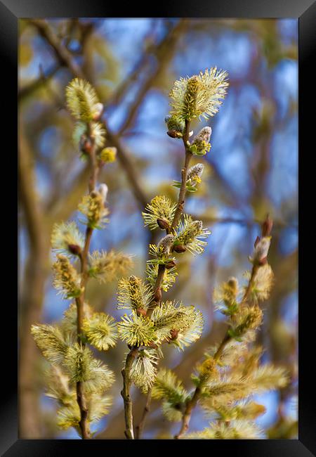 Spring Catkins Framed Print by Kevin Tate