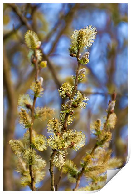 Spring Catkins Print by Kevin Tate