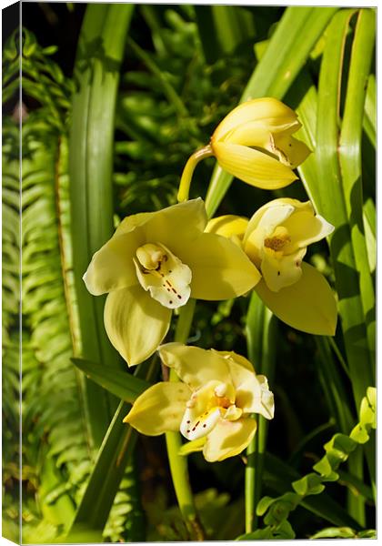 Orchid Ascda Motes gold piece Canvas Print by Kevin Tate
