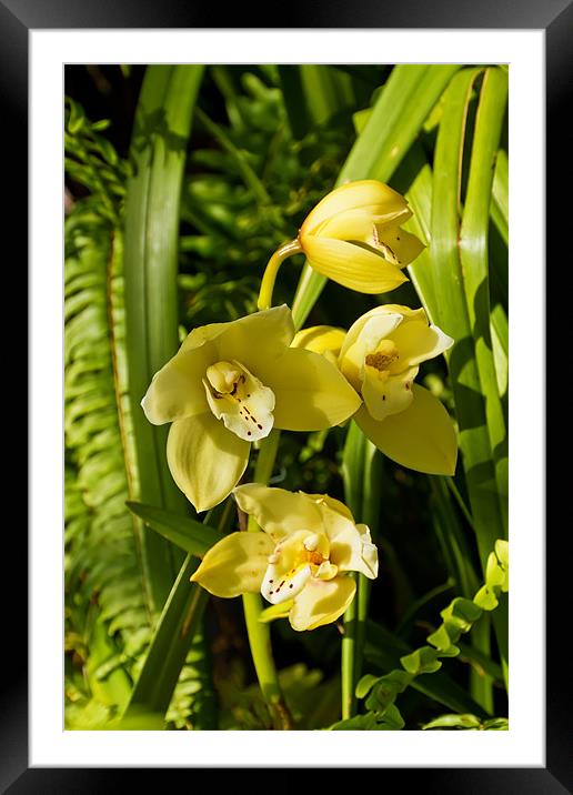 Orchid Ascda Motes gold piece Framed Mounted Print by Kevin Tate