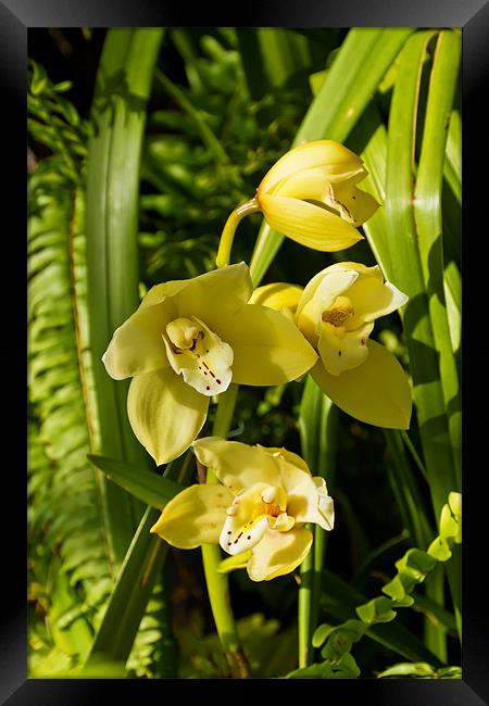 Orchid Ascda Motes gold piece Framed Print by Kevin Tate