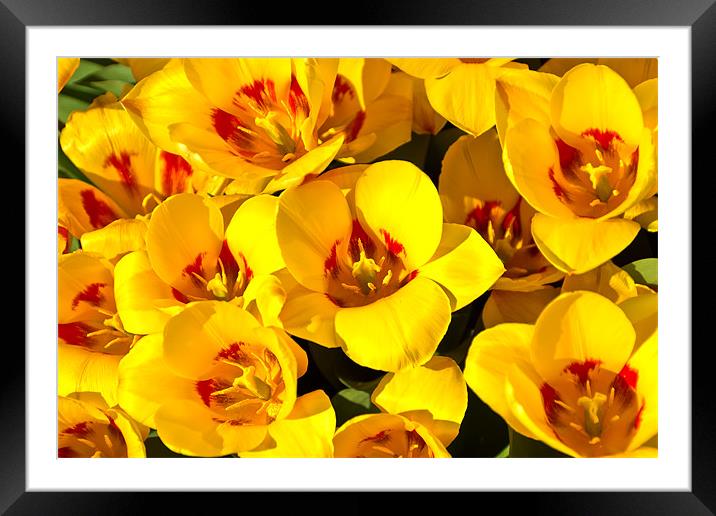Easter Tulips Framed Mounted Print by Kevin Tate