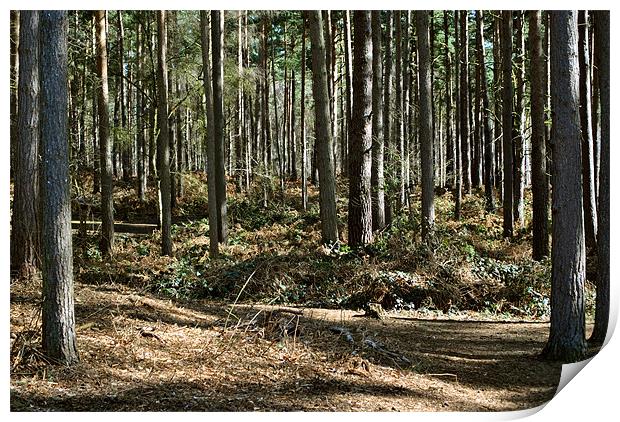 Ockham Common Print by graham young