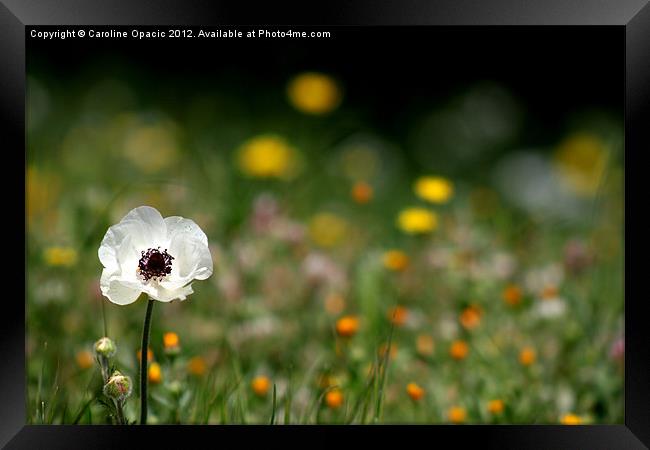 White poppy stands tall Framed Print by Caroline Opacic