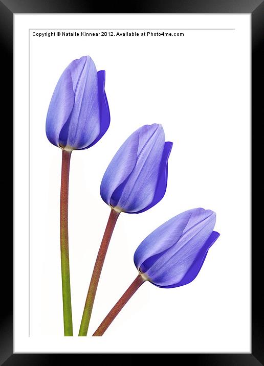 Purple Tulip Trio Framed Mounted Print by Natalie Kinnear