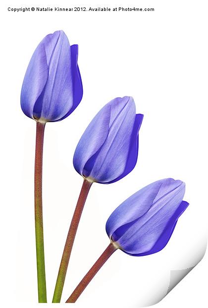 Purple Tulip Trio Print by Natalie Kinnear