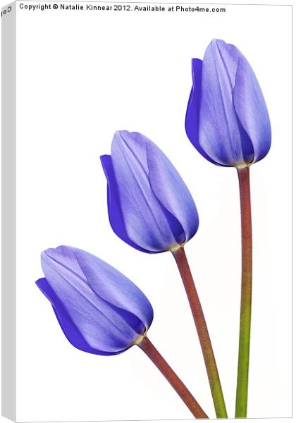 Three Purple Tulips Canvas Print by Natalie Kinnear