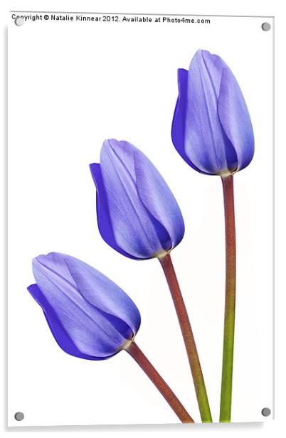 Three Purple Tulips Acrylic by Natalie Kinnear