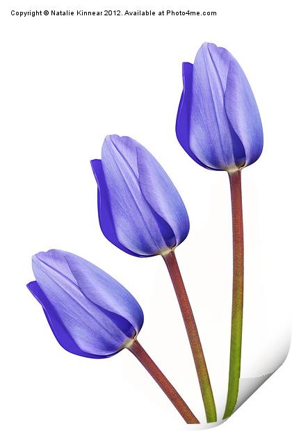 Three Purple Tulips Print by Natalie Kinnear