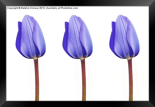 Three Purple Tulips in a Row Framed Print by Natalie Kinnear