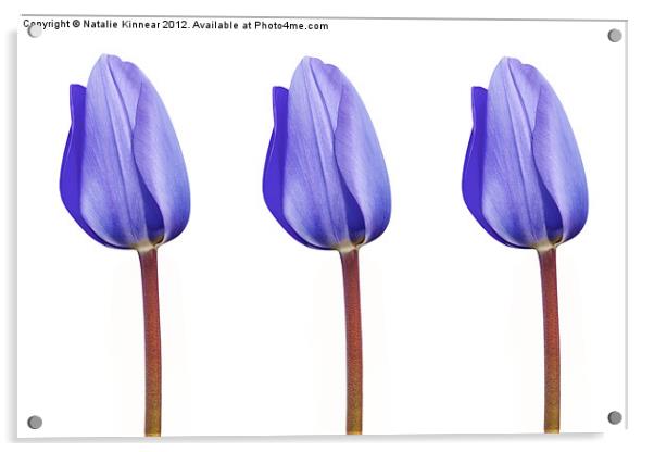 Three Purple Tulips in a Row Acrylic by Natalie Kinnear