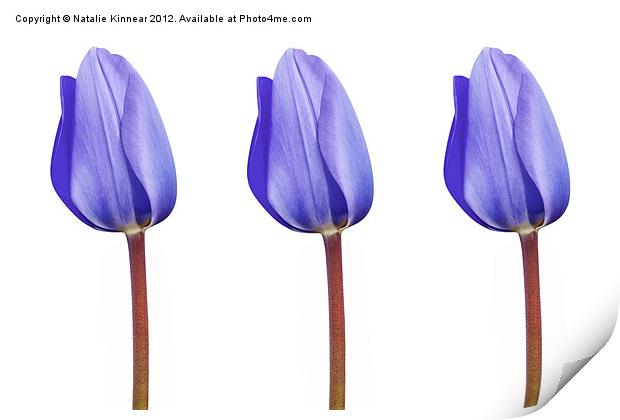 Three Purple Tulips in a Row Print by Natalie Kinnear