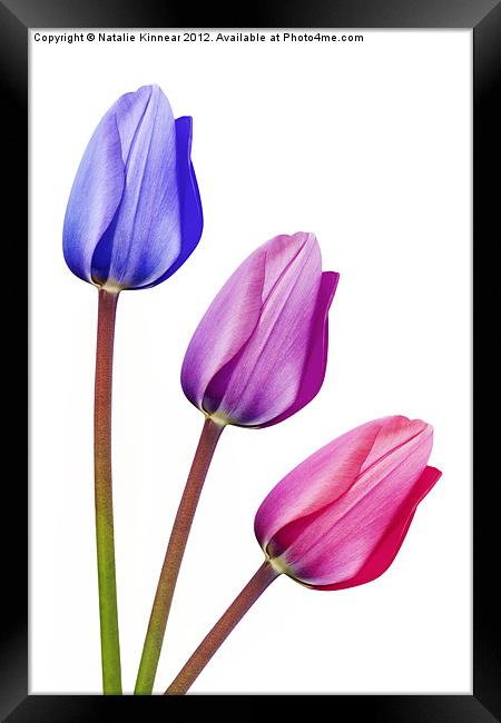 Trio of Tulips Purple Lilac Pink Framed Print by Natalie Kinnear