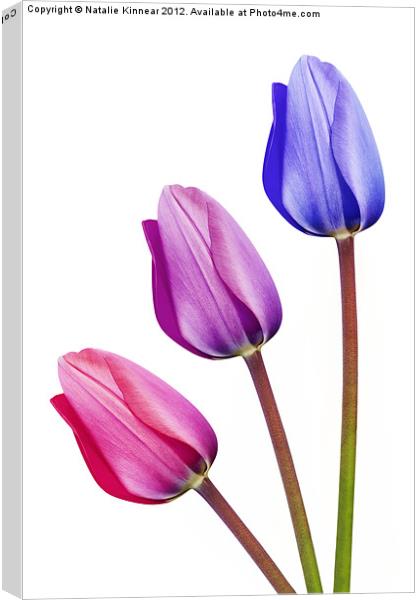 Three Tulips Pink Lilac Purple Canvas Print by Natalie Kinnear