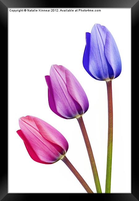 Three Tulips Pink Lilac Purple Framed Print by Natalie Kinnear