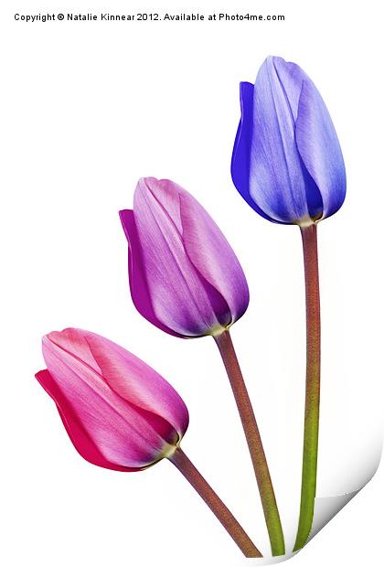 Three Tulips Pink Lilac Purple Print by Natalie Kinnear