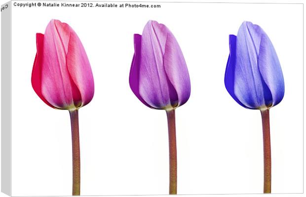 Pink Lilac Purple Tulips in a Row Canvas Print by Natalie Kinnear